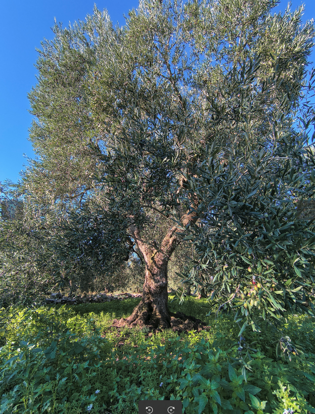 Ulivo maturo nel paesaggio pugliese