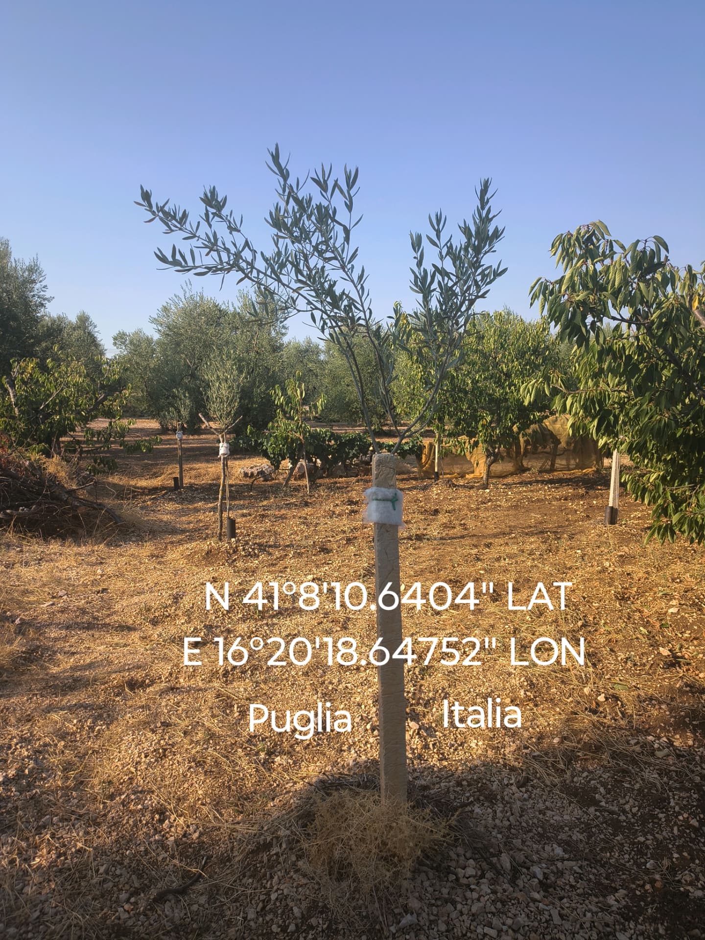 Giovane ulivo nel terreno di Corato, Puglia